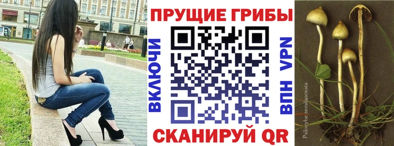 Псилоцибиновые грибы Psilocybine cubensis  Абакан 